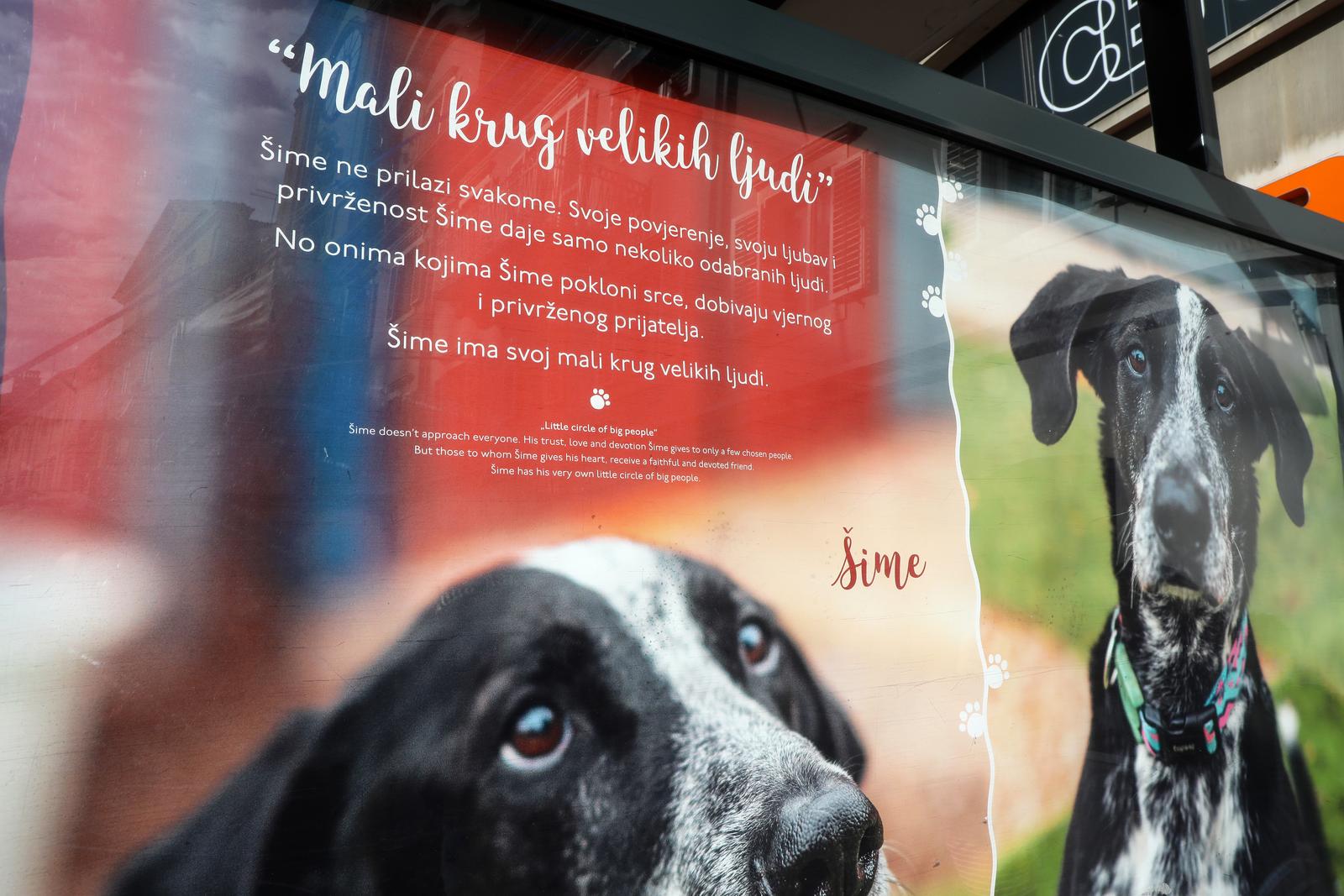 Rijeka: Volonteri riječkog azila na Korzu predstavili pse spremne za udomljavanje Rijeka: Volonteri riječkog azila na Korzu predstavili pse spremne za udomljavanje