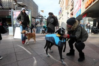 Rijeka: Volonteri riječkog azila na Korzu predstavili pse spremne za udomljavanje