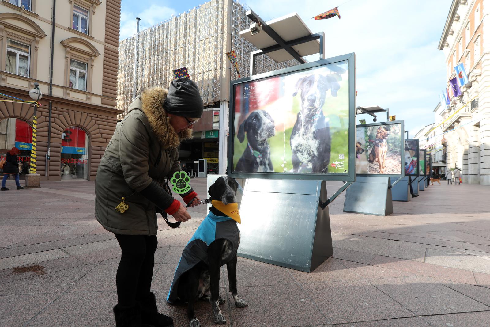 Rijeka: Volonteri riječkog azila na Korzu predstavili pse spremne za udomljavanje Rijeka: Volonteri riječkog azila na Korzu predstavili pse spremne za udomljavanje