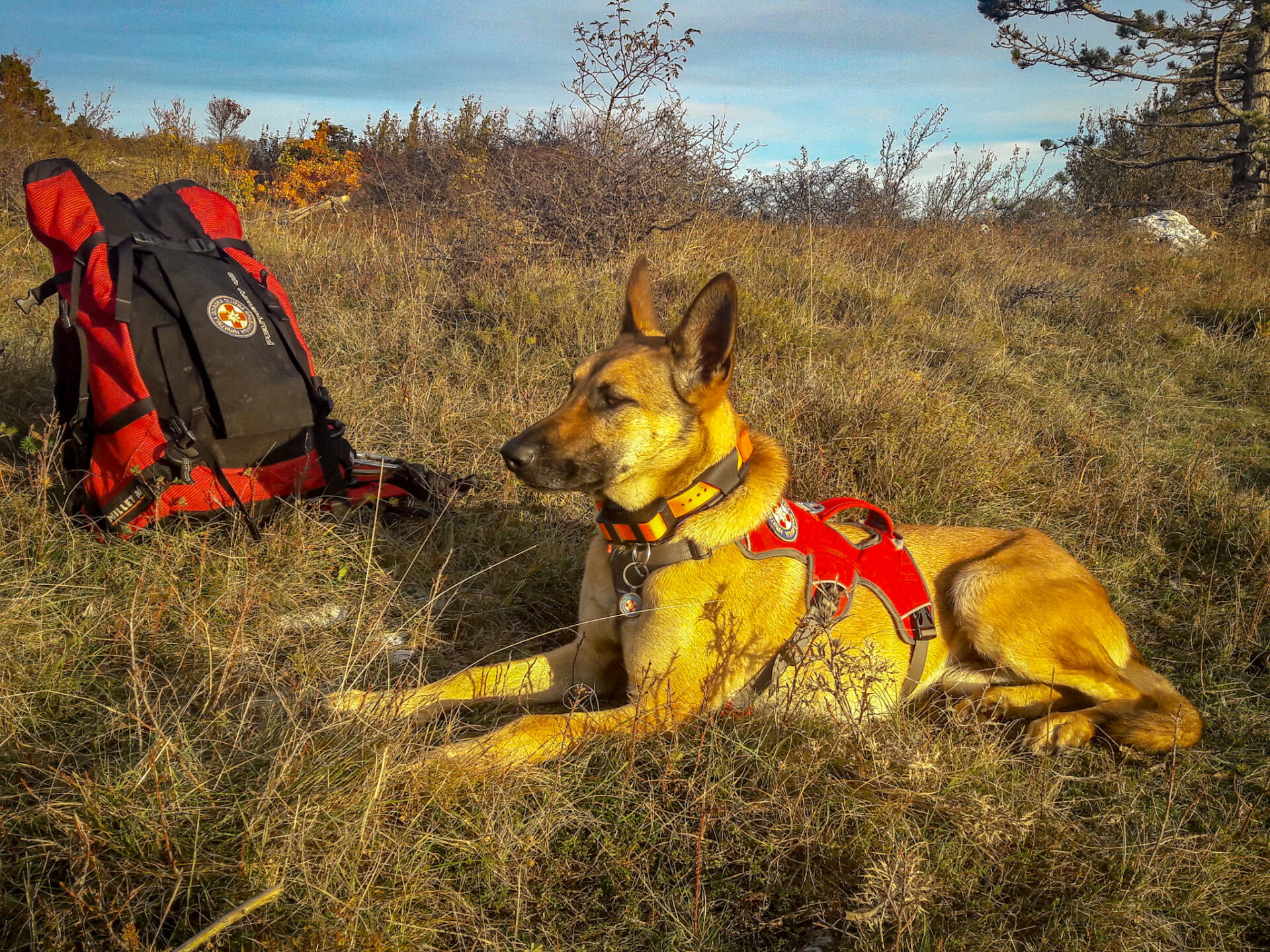 HGSS Rijeka potražni pas Ru 2 HGSS Rijeka potražni pas Ru 2