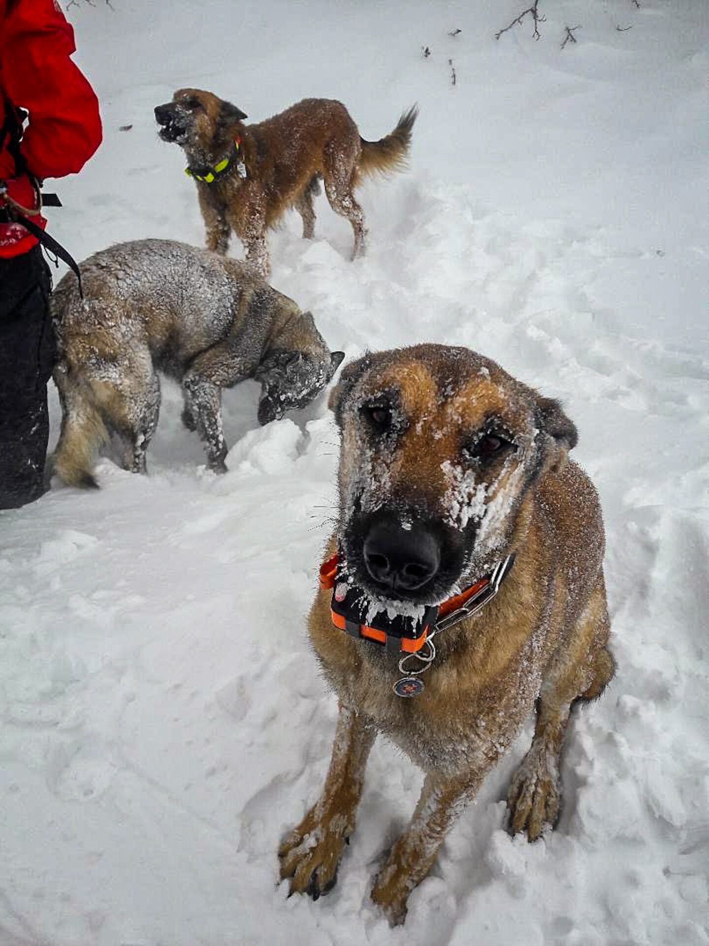 HGSS Rijeka potražni pas Ru 3 HGSS Rijeka potražni pas Ru 3