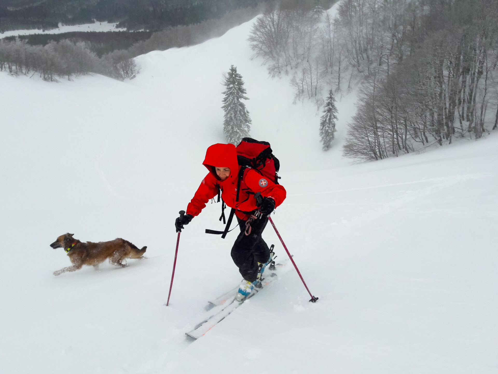 HGSS Rijeka potražni pas Ru Dharma snijeg HGSS Rijeka potražni pas Ru Dharma snijeg