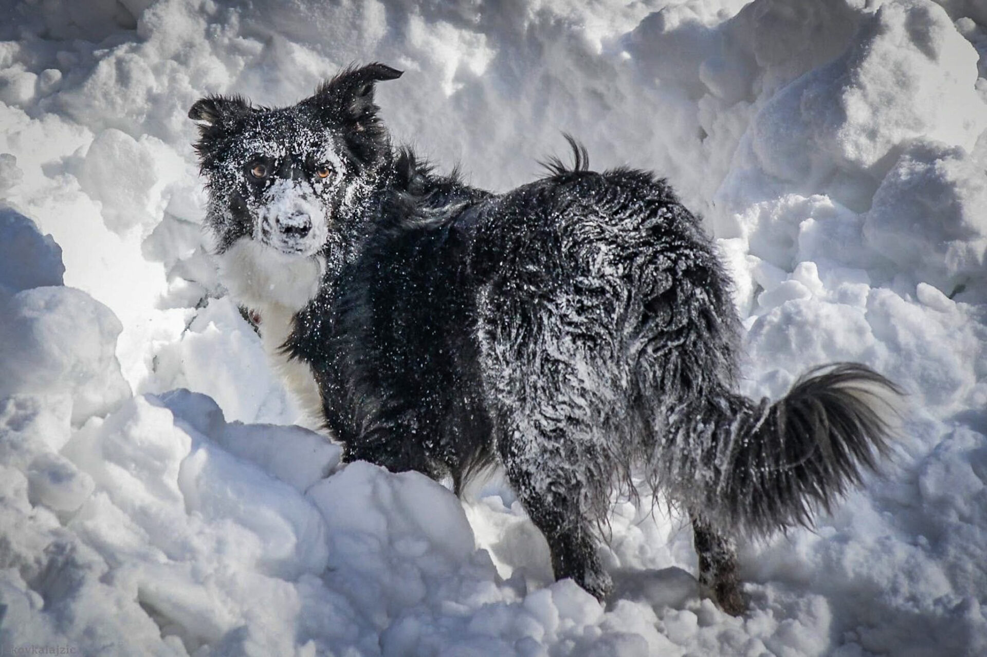 HGSS Rijeka potražni pas Ru HGSS Rijeka potražni pas Ru