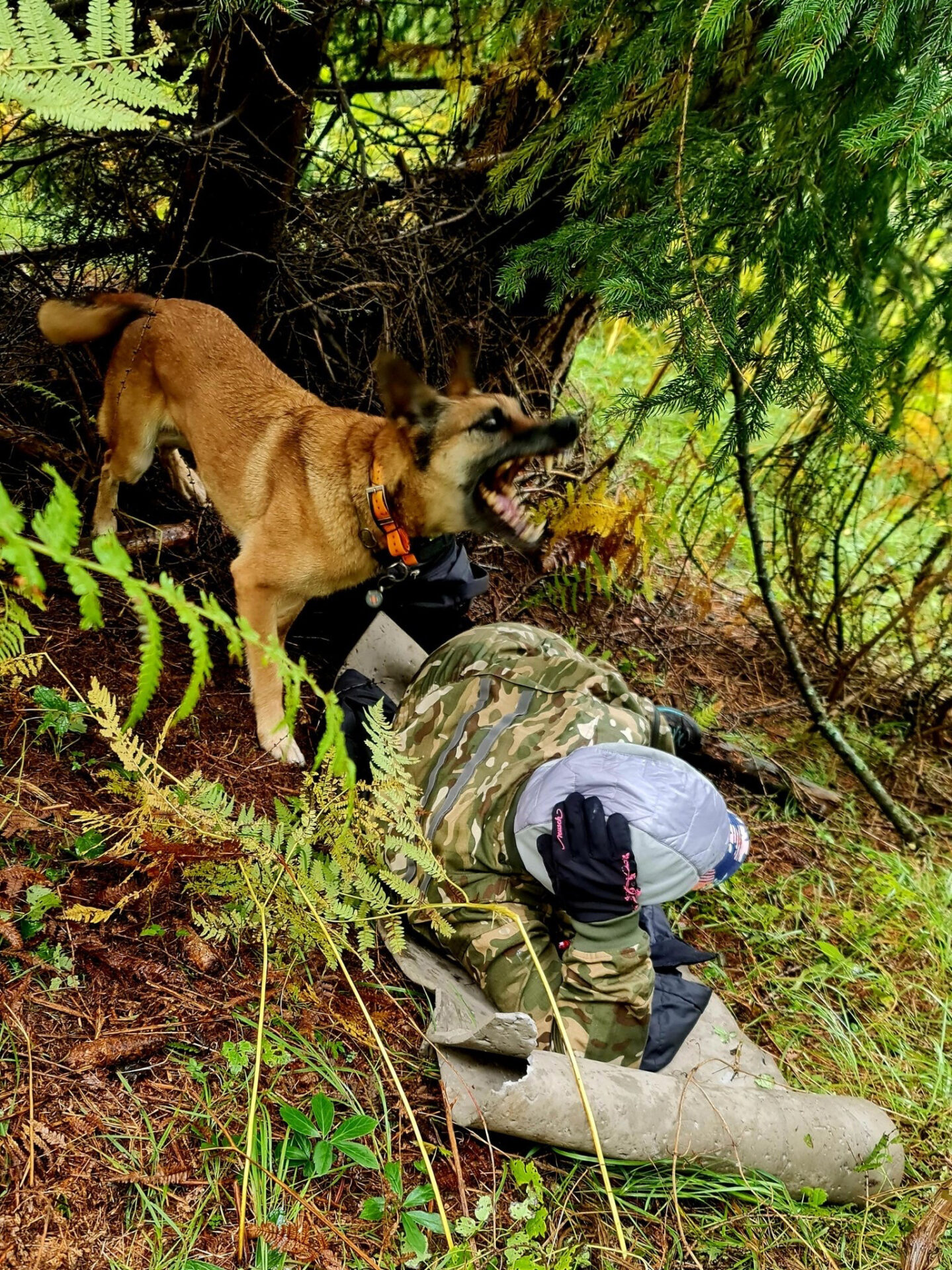 HGSS Rijeka potražni pas HGSS Rijeka potražni pas