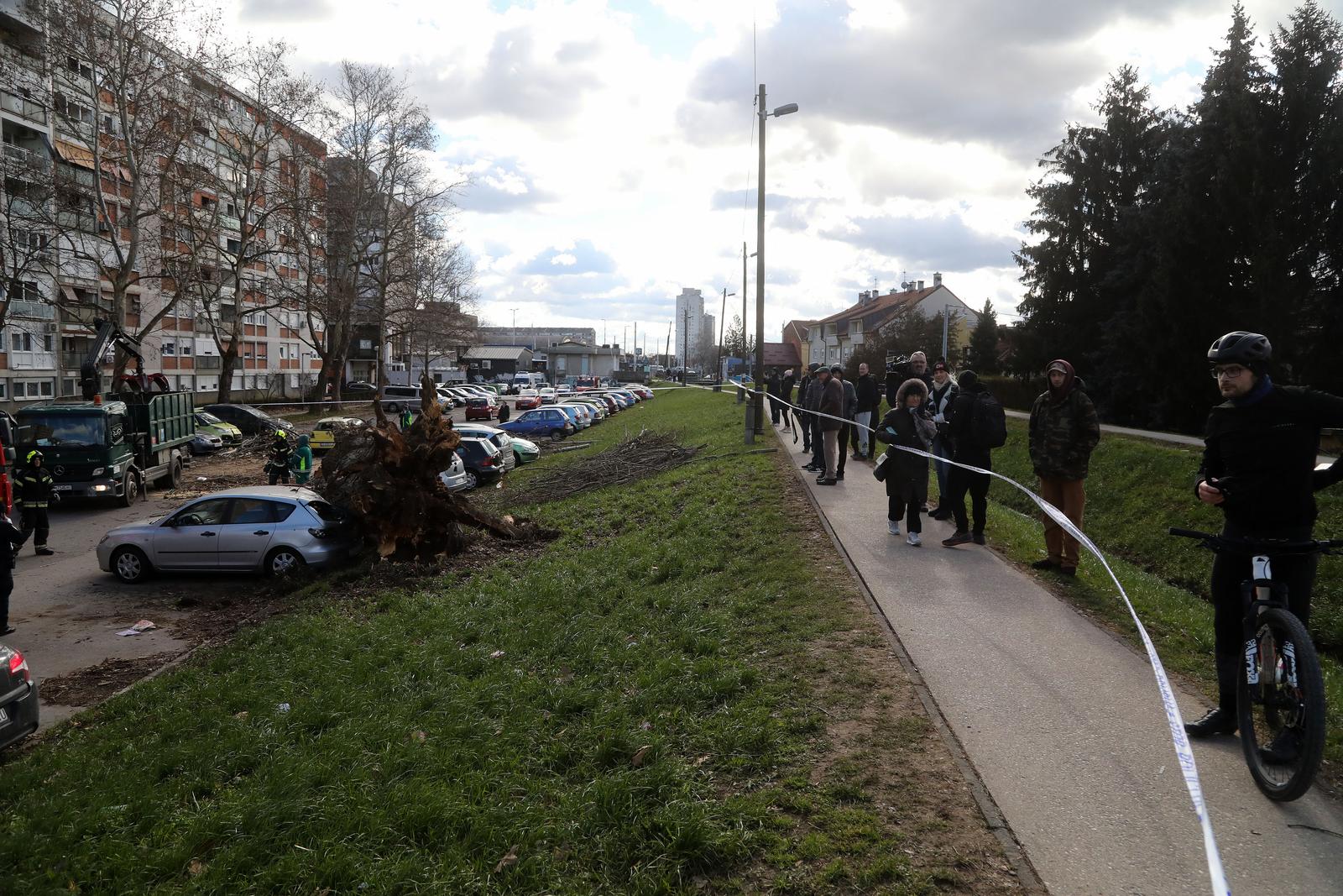 Zagreb: Vjetar srušio stablo jablana, oštećeno više automobila Zagreb: Vjetar srušio stablo jablana, oštećeno više automobila