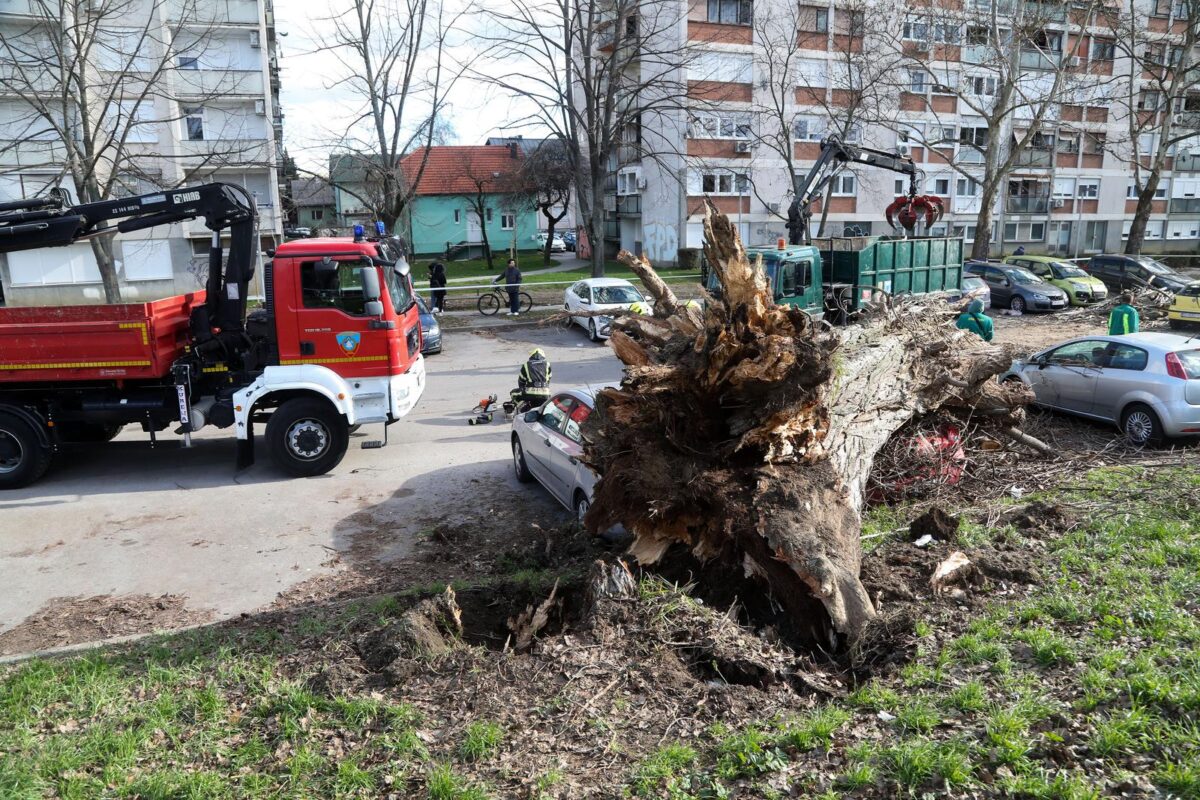 Zagreb: Vjetar srušio stablo jablana, oštećeno više automobila