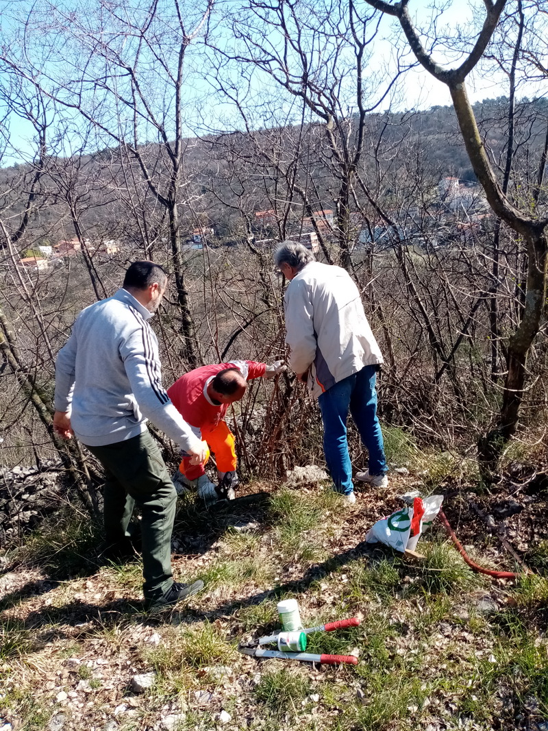 Cijepljenje-voćki Cijepljenje-voćki