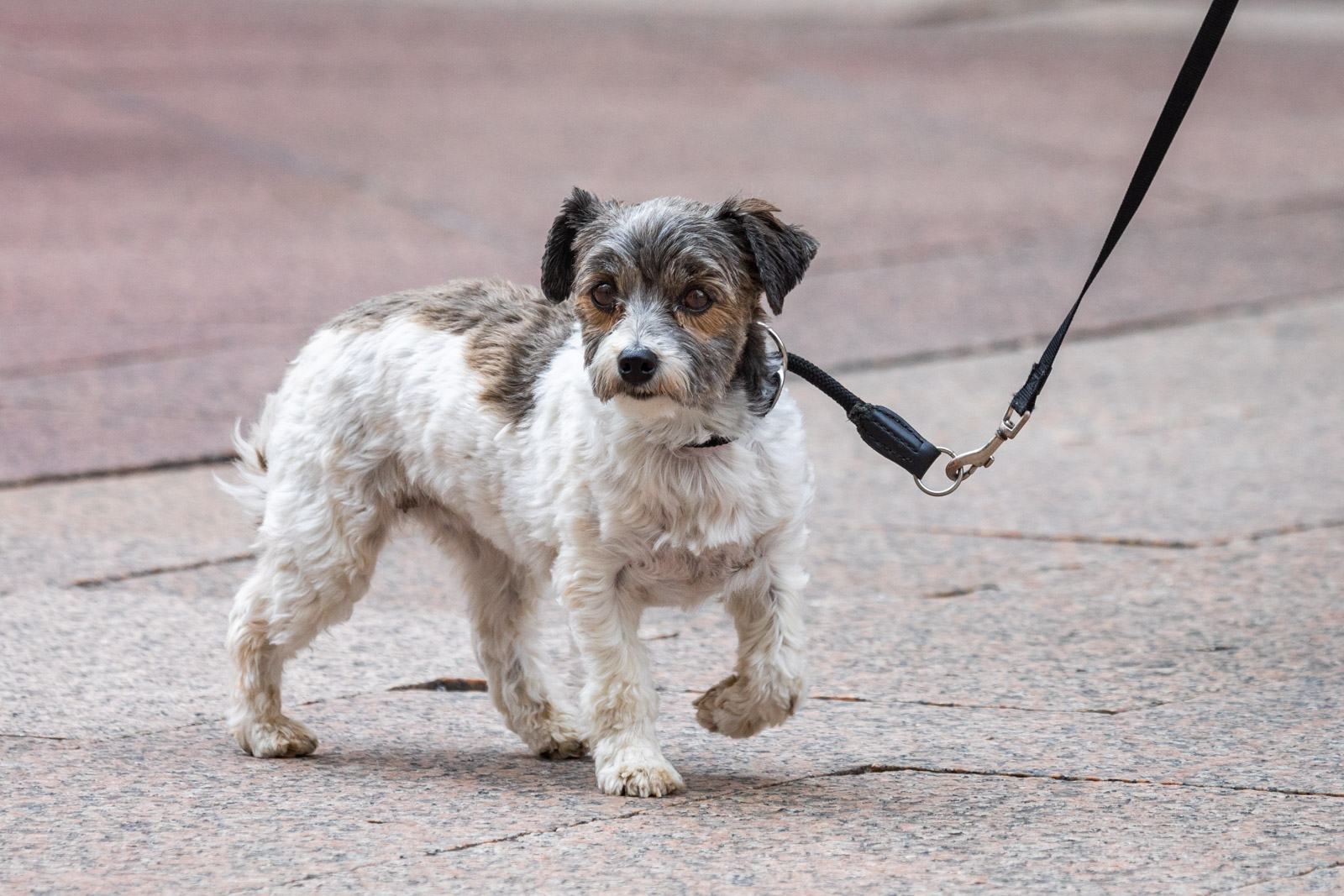 Klikom po Korzu 28.4.2023.-64 Klikom po Korzu 28.4.2023.-64