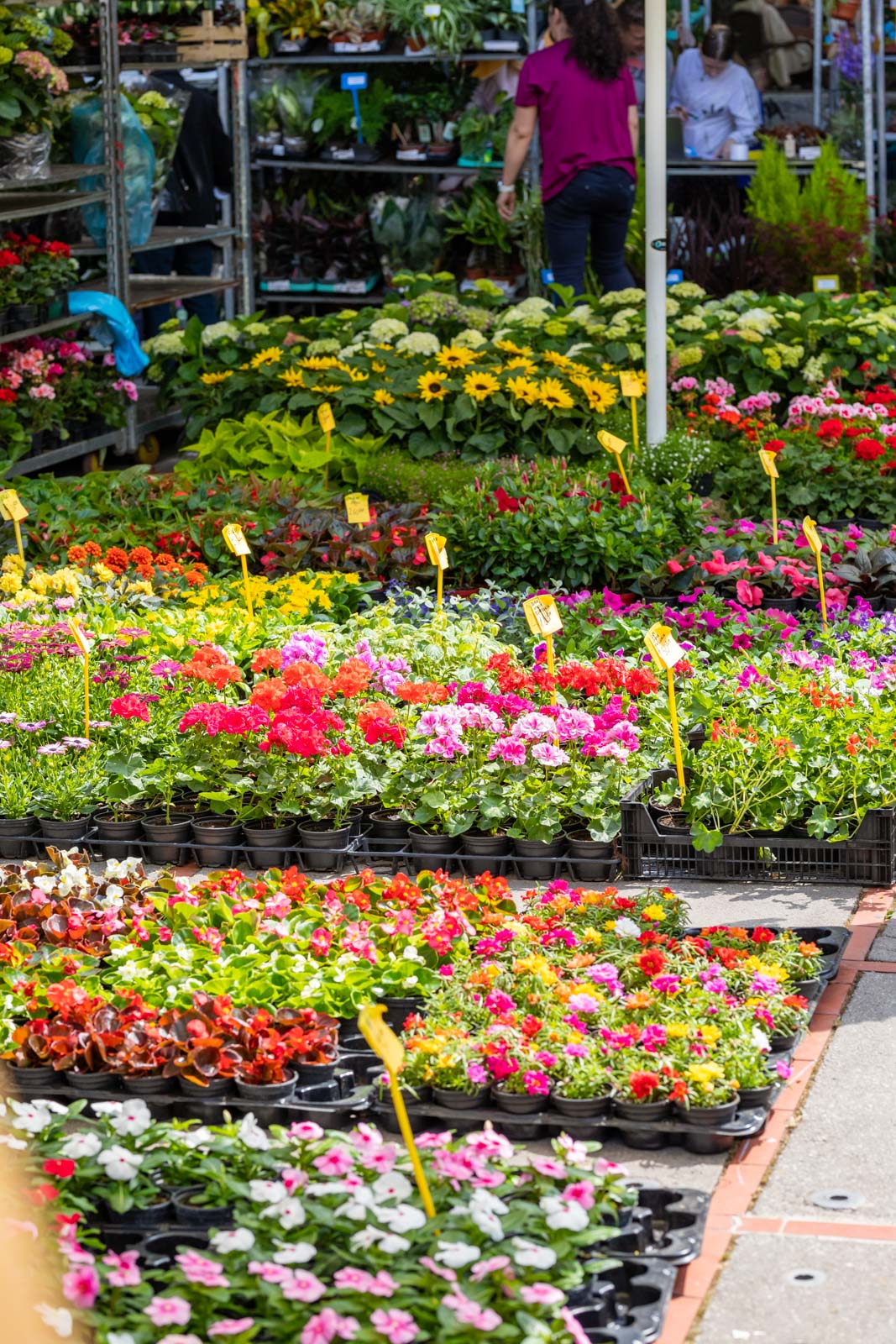 Sajam cvijeća 24.5.2023.-12