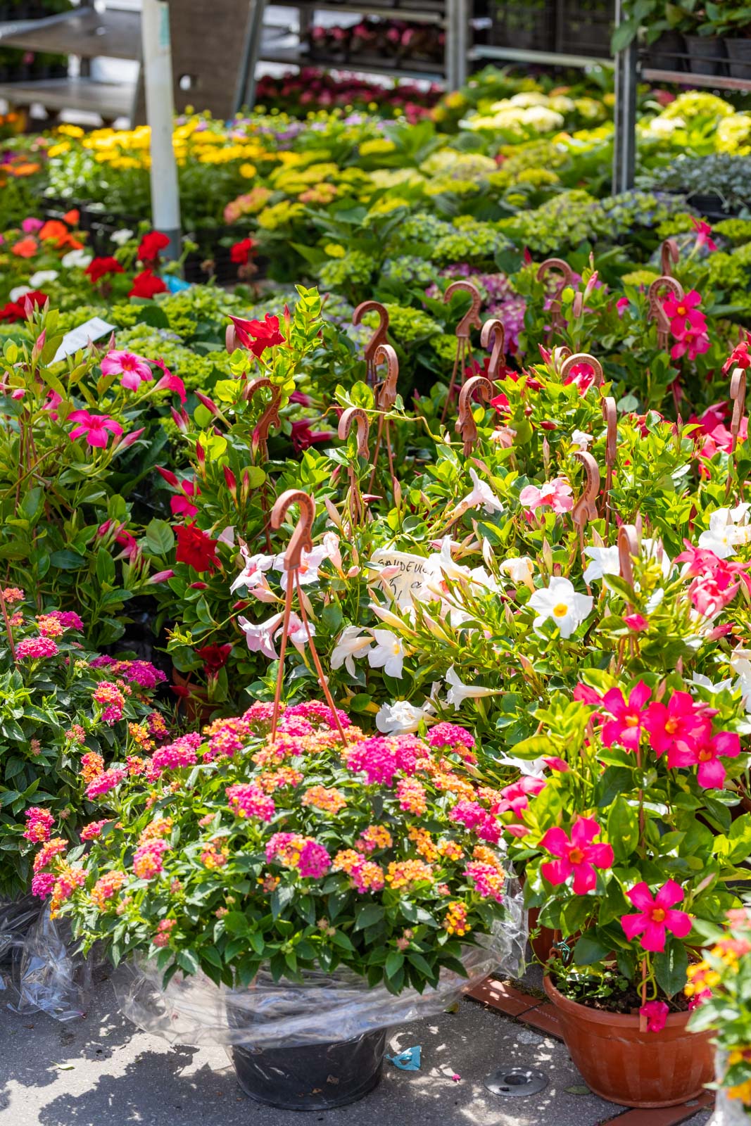 Sajam cvijeća 24.5.2023.-13