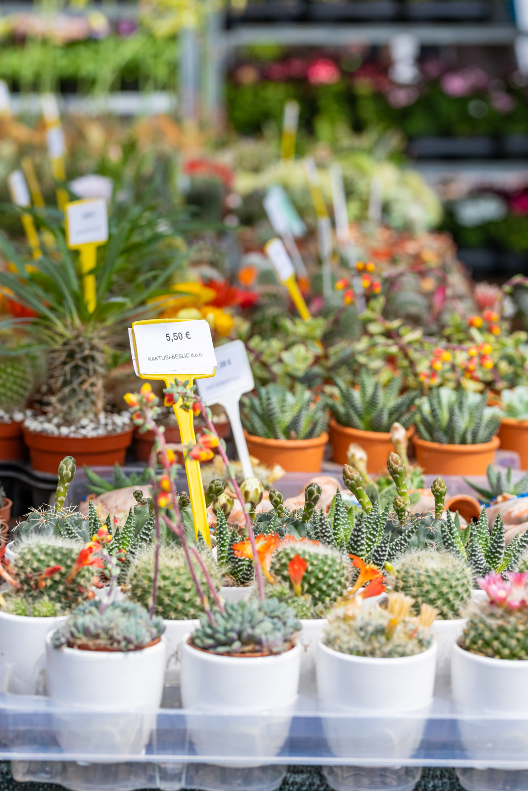 Sajam cvijeća 24.5.2023.-14