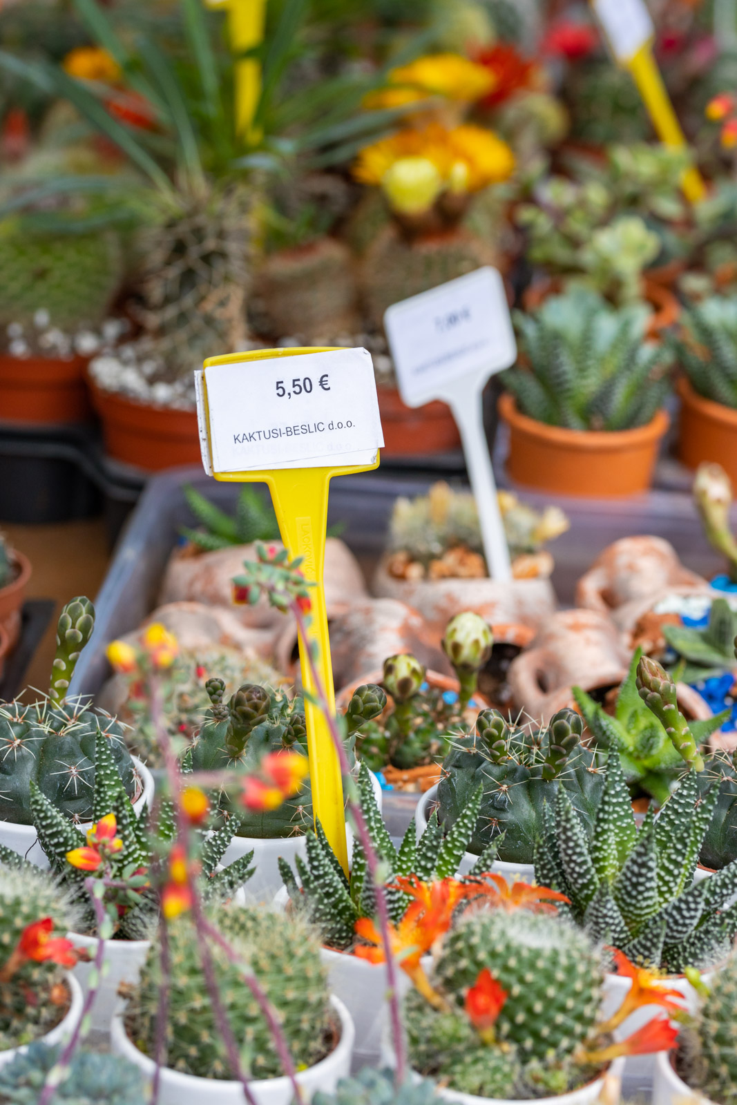 Sajam cvijeća 24.5.2023.-15