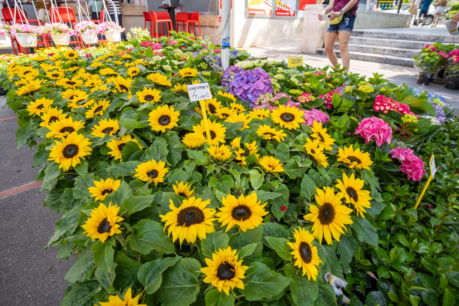 Sajam cvijeća 24.5.2023.-7