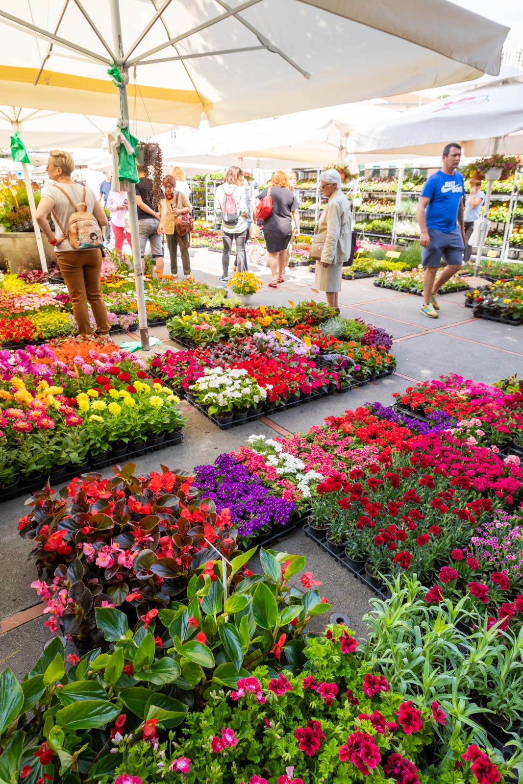 Sajam cvijeća 24.5.2023.-8