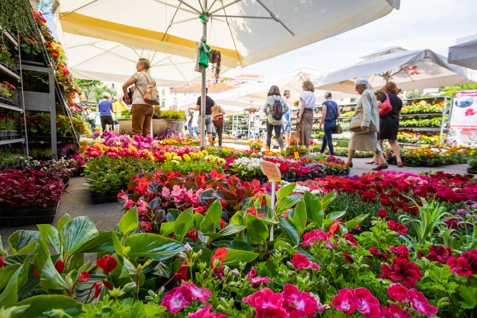 Sajam cvijeća 24.5.2023.-9