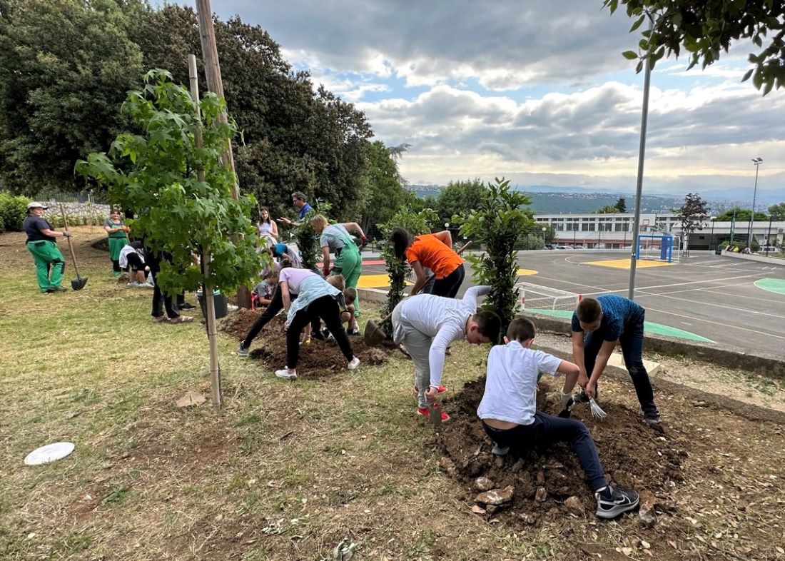 sadnja lovora opatija ucenici (1)