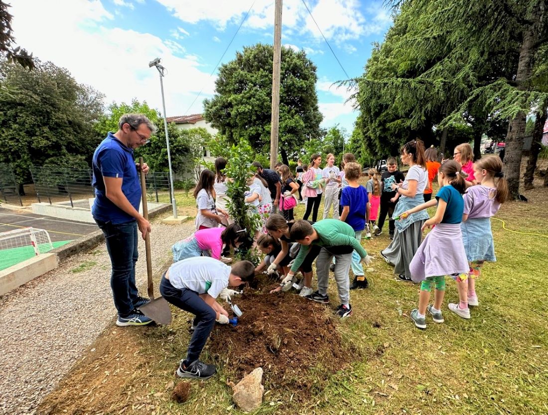 sadnja lovora opatija ucenici (2)