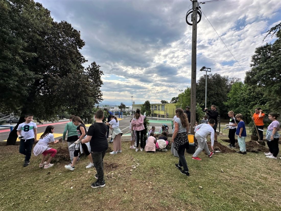 sadnja lovora opatija ucenici (5)