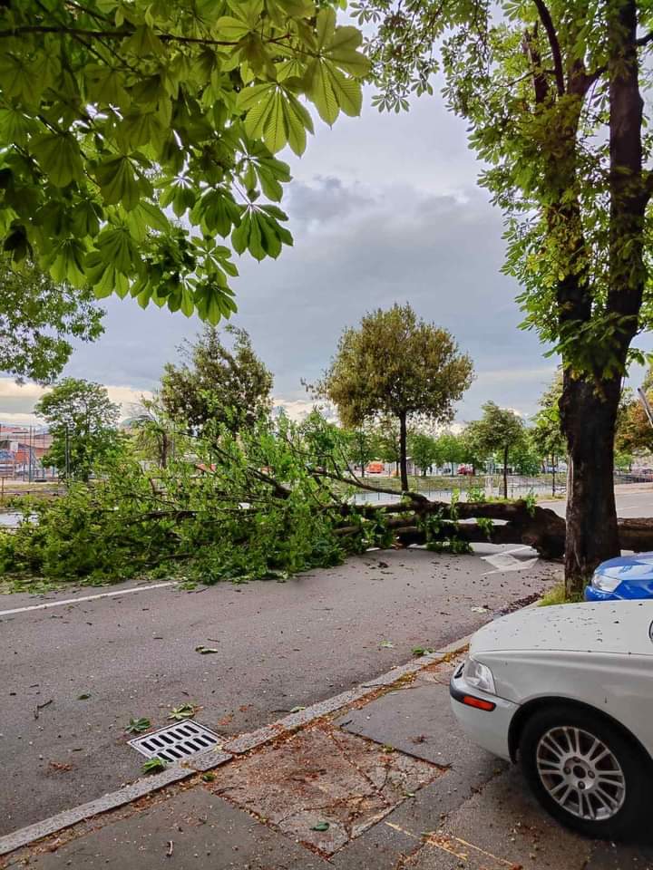 stablo-vjetar-fejs stablo-vjetar-fejs