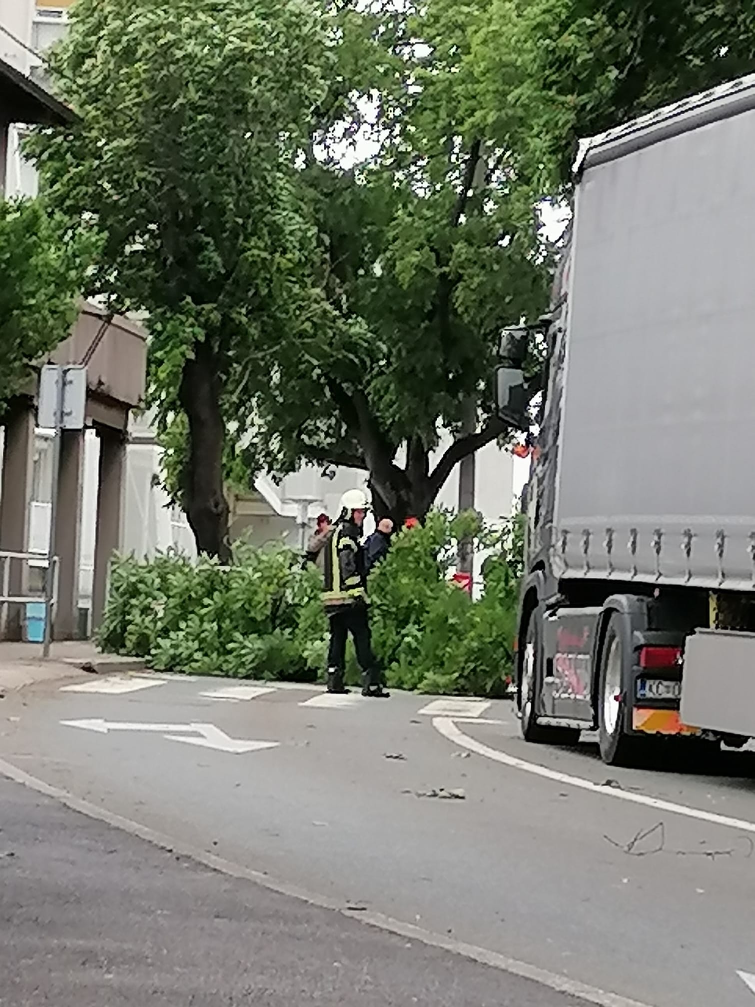 zametska-ulica-vjetar-stablo zametska-ulica-vjetar-stablo