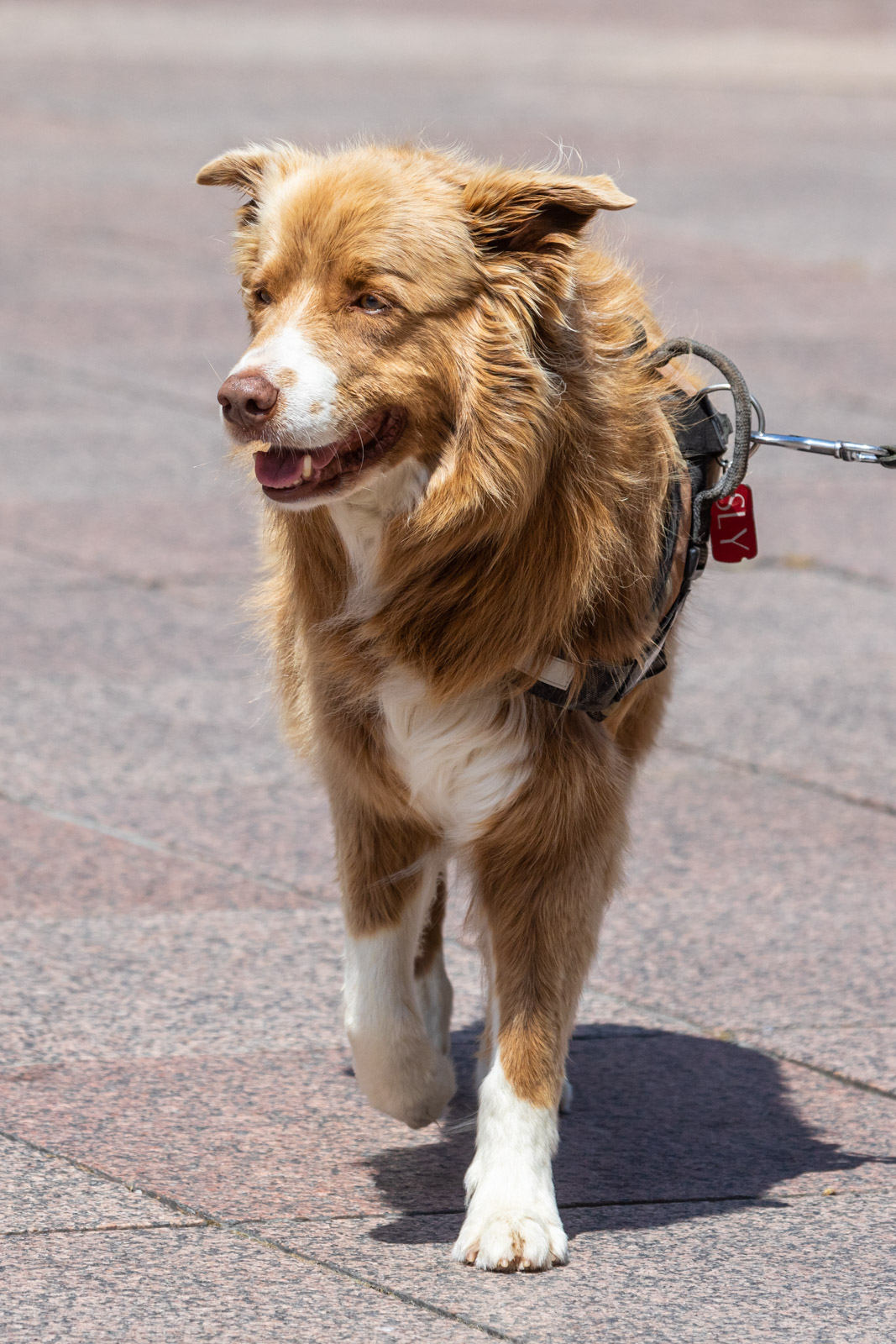 Klikom po Korzu 2.6. -68