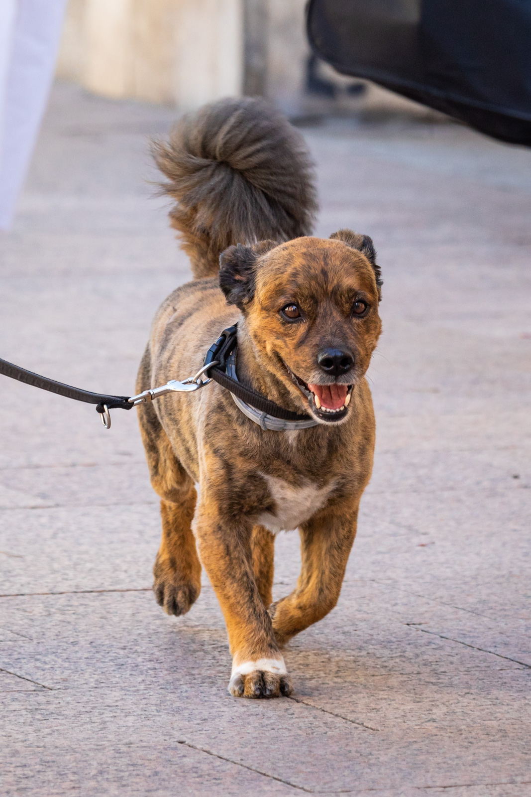 Klikom po Korzu 14.7.-18