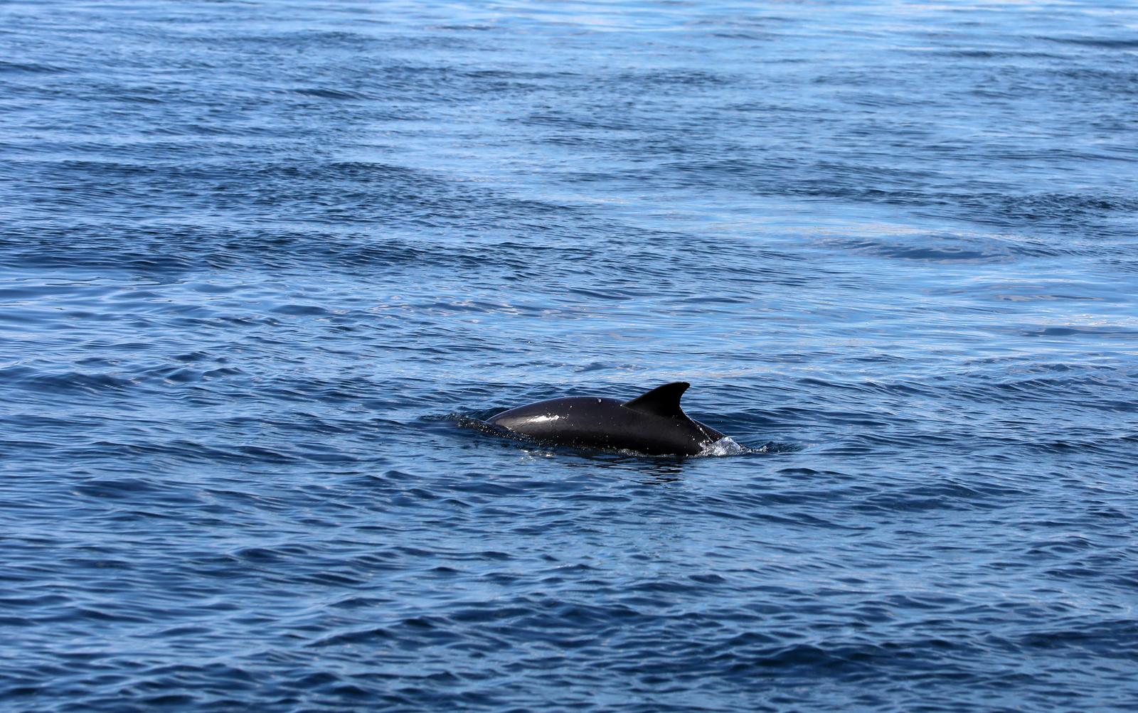 Rijeka: Dupin u rijeckoj luci