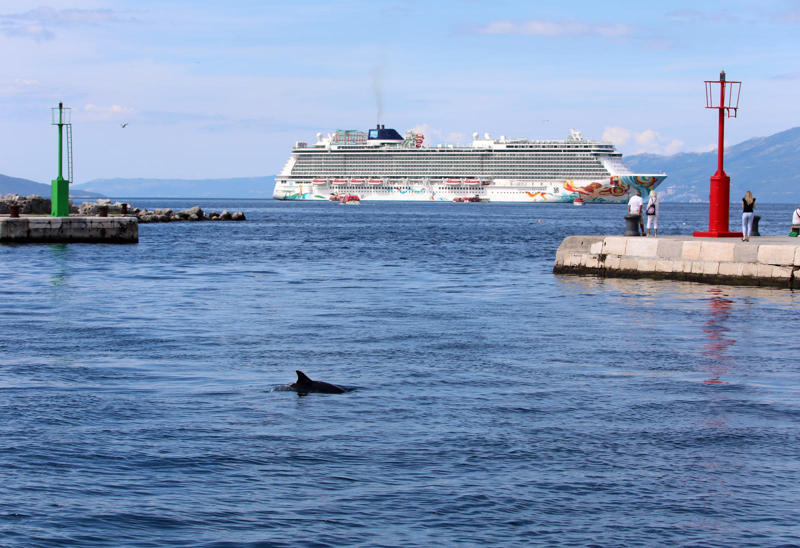 Rijeka: Dupin u rijeckoj luci