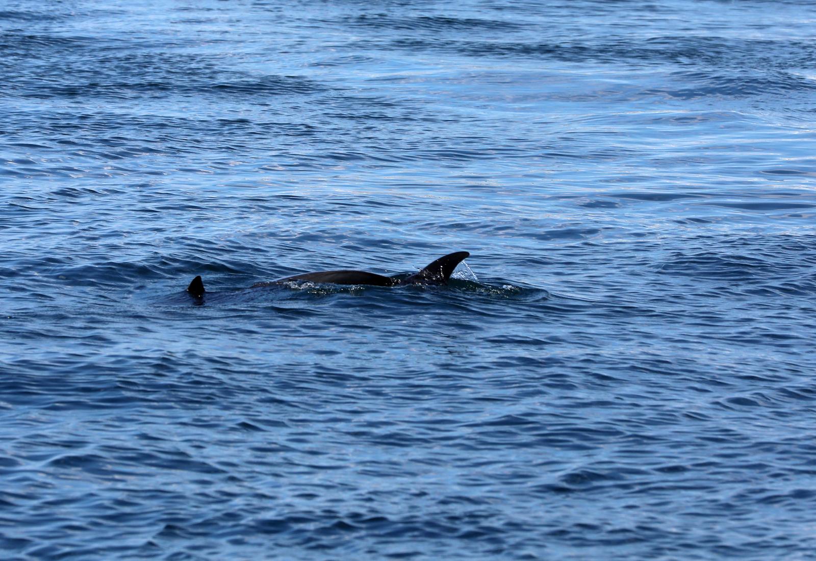 Rijeka: Dupin u rijeckoj luci