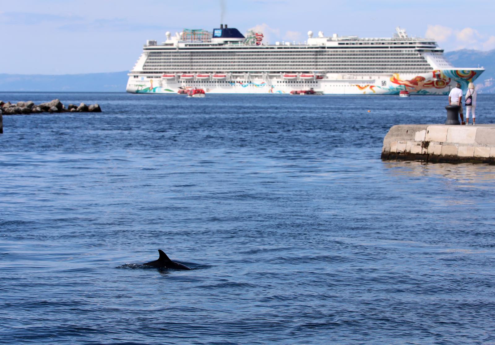Rijeka: Dupin u rijeckoj luci