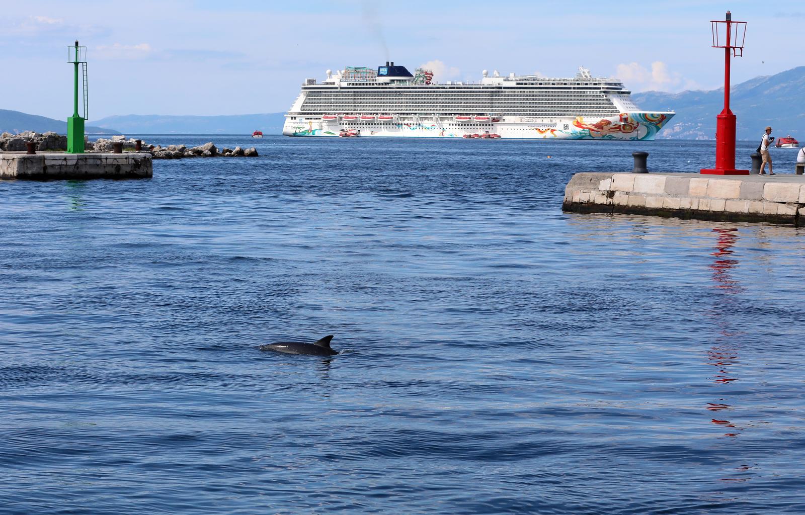Rijeka: Dupin u rijeckoj luci