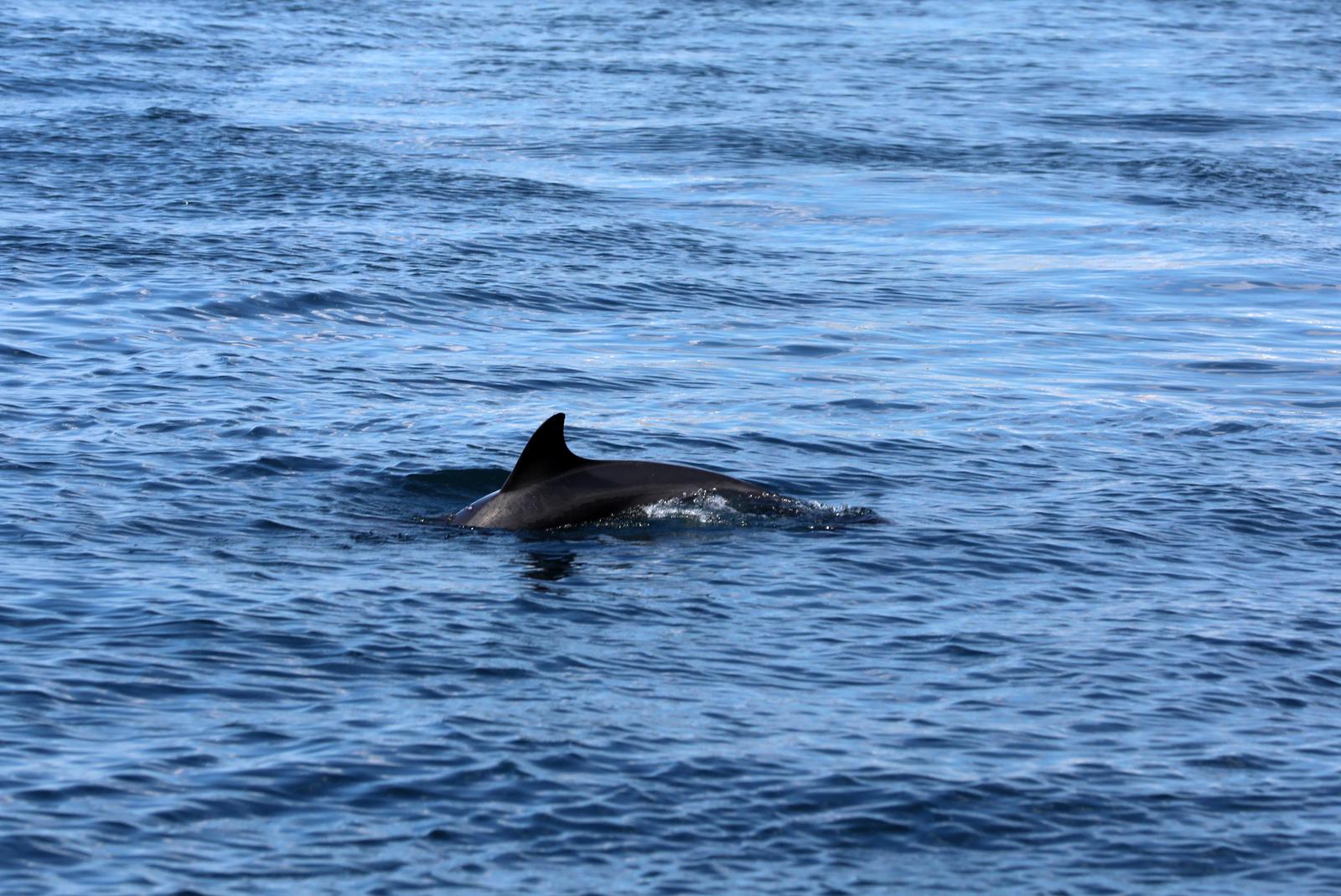 Rijeka: Dupin u rijeckoj luci