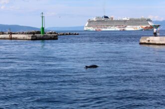 Rijeka: Dupin u rijeckoj luci