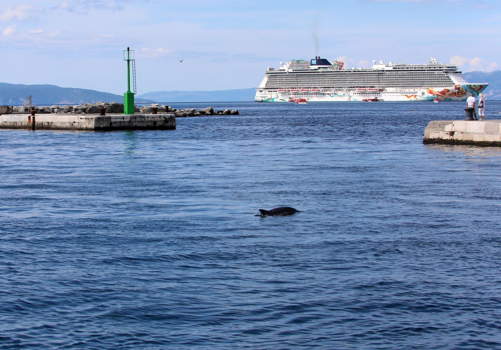 Rijeka: Dupin u rijeckoj luci