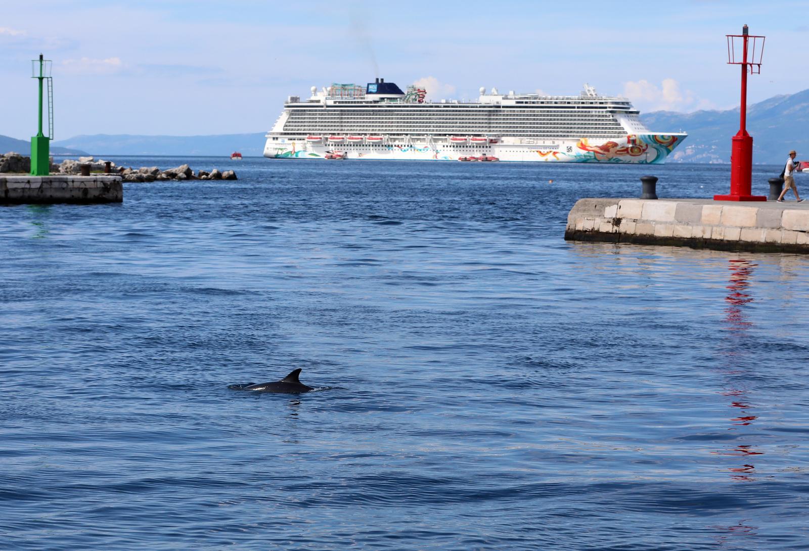 Rijeka: Dupin u rijeckoj luci