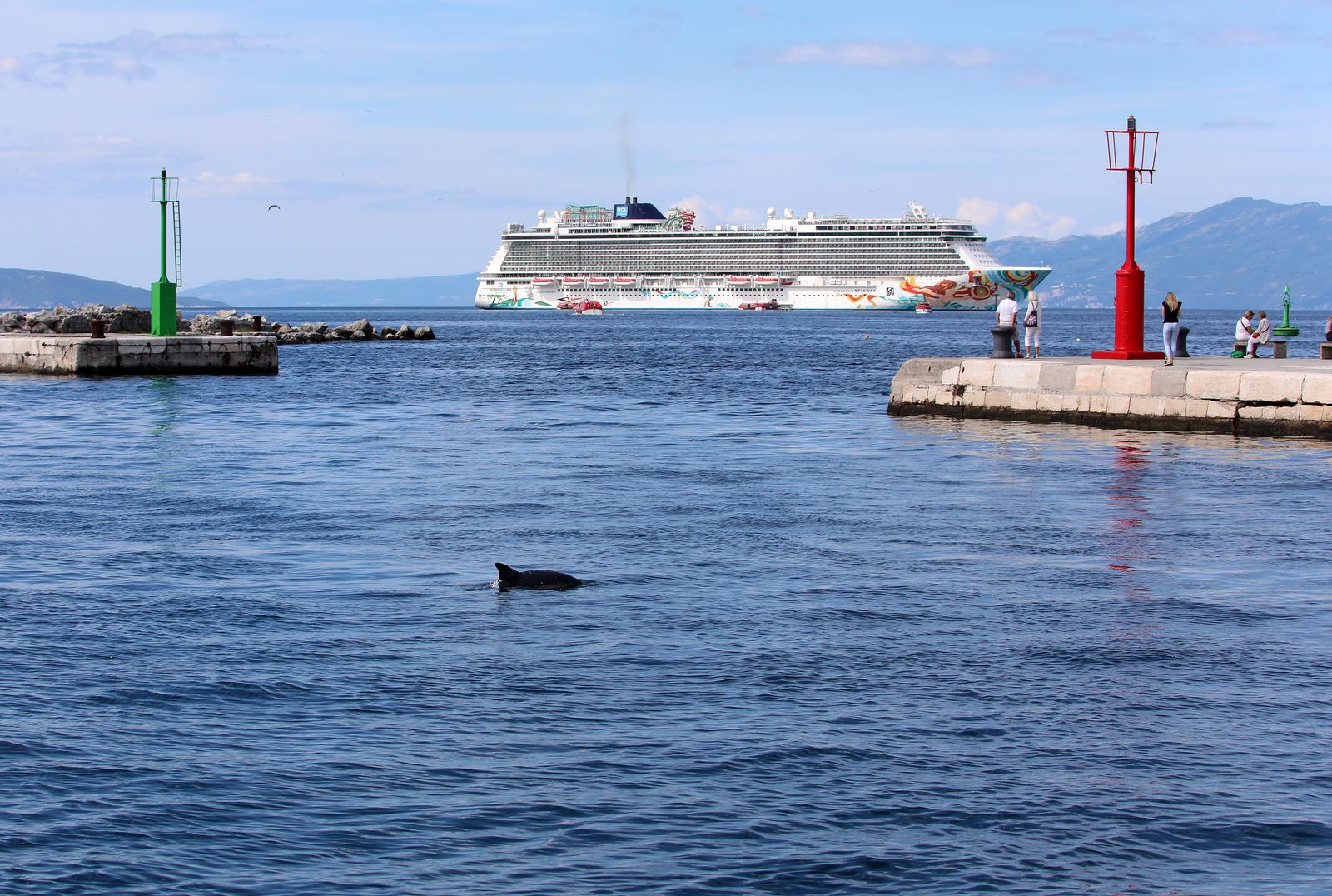 Rijeka: Dupin u rijeckoj luci