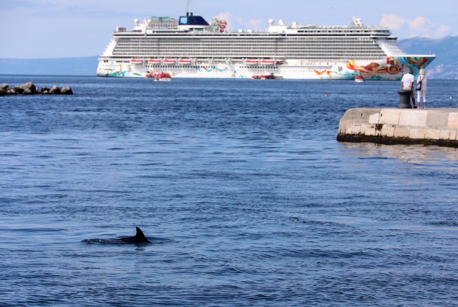 Rijeka: Dupin u rijeckoj luci