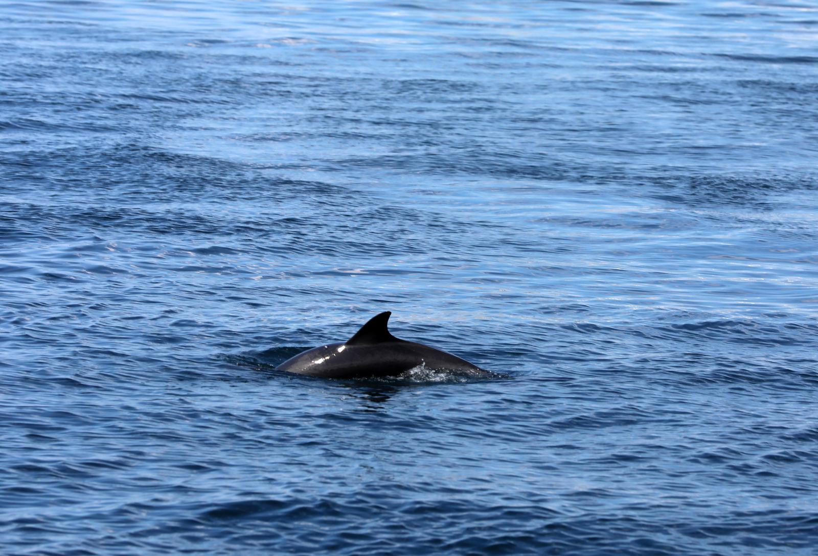 Rijeka: Dupin u rijeckoj luci