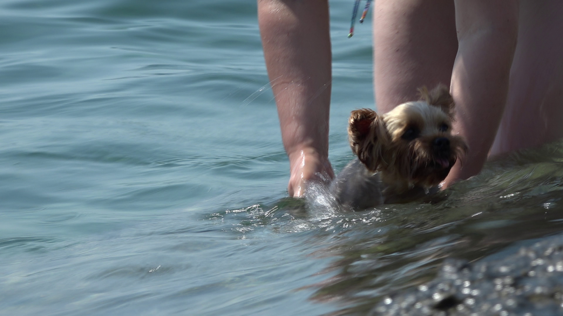 opatija plaža za pse slatina Kanal ri 2023 13 opatija plaža za pse slatina Kanal ri 2023 13