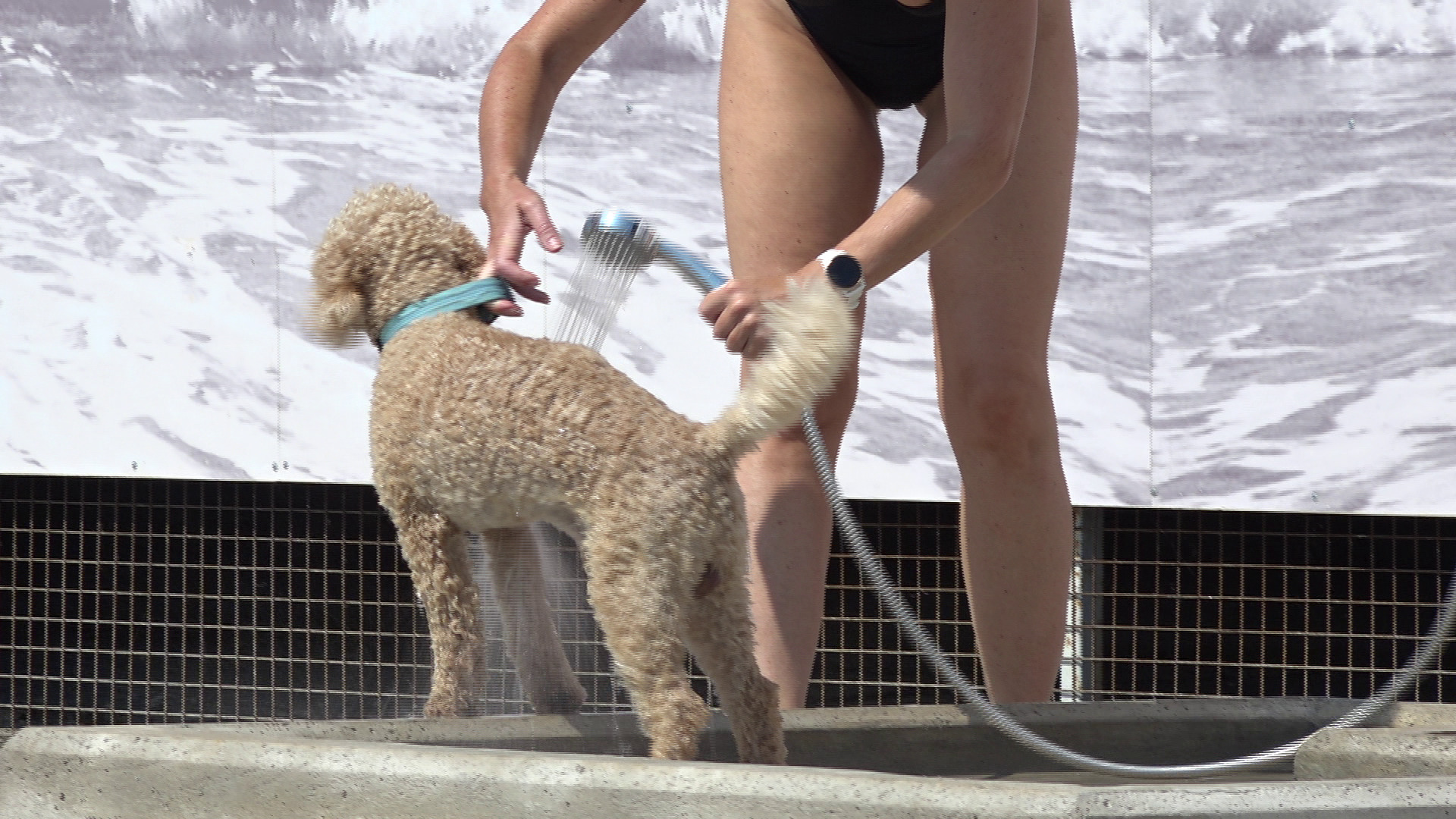 opatija plaža za pse slatina Kanal ri 2023 14 opatija plaža za pse slatina Kanal ri 2023 14