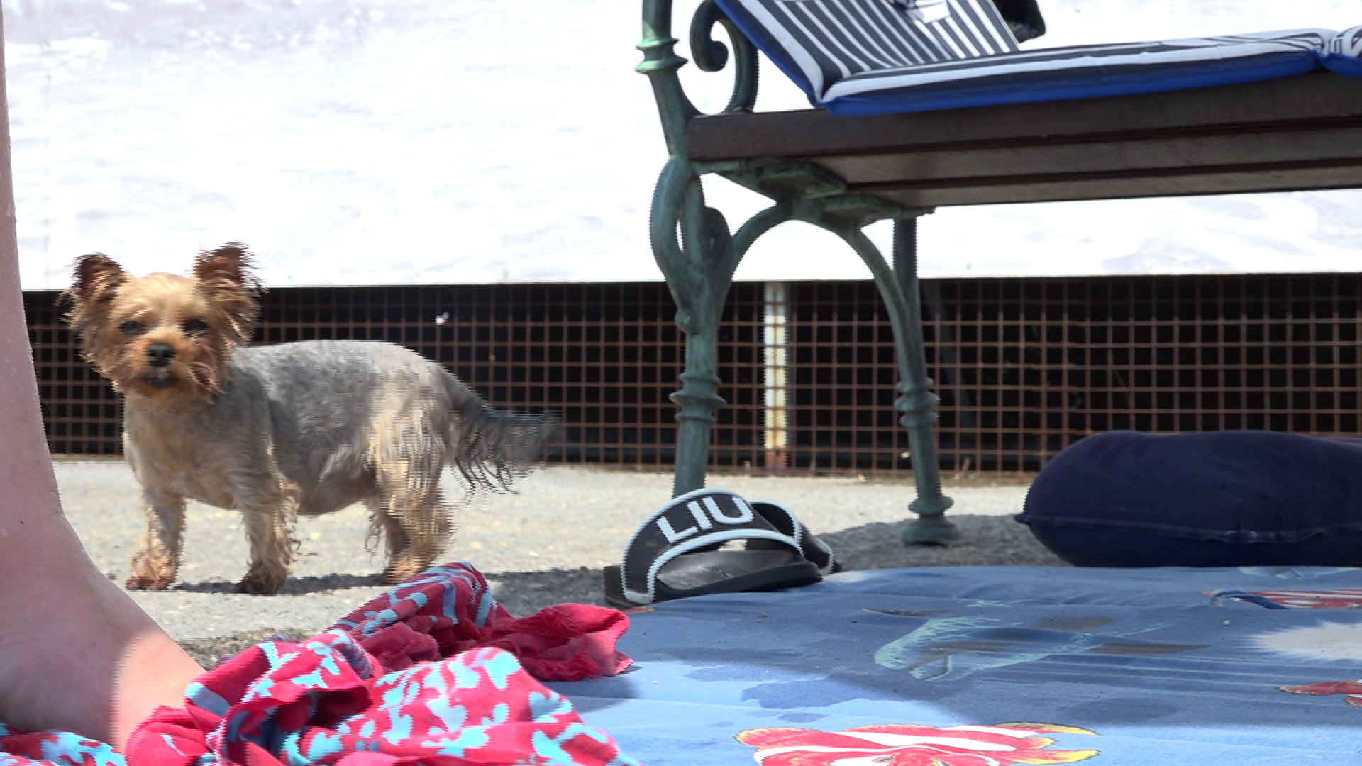 opatija plaža za pse slatina Kanal ri 2023 16 opatija plaža za pse slatina Kanal ri 2023 16