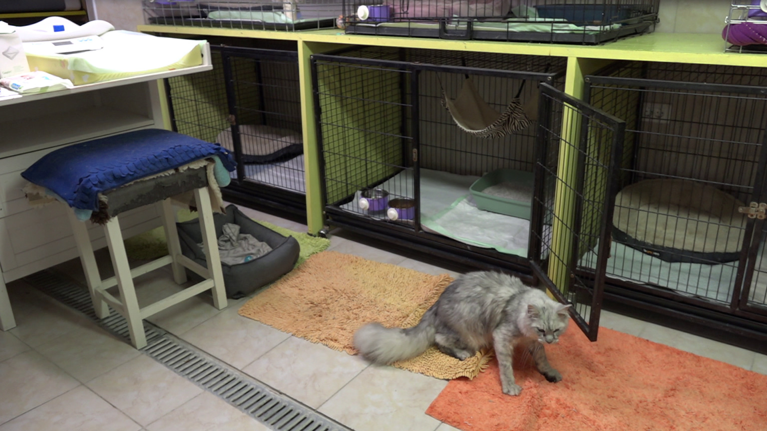 danijela knezevic macke kitten safe house (10) danijela knezevic macke kitten safe house (10)