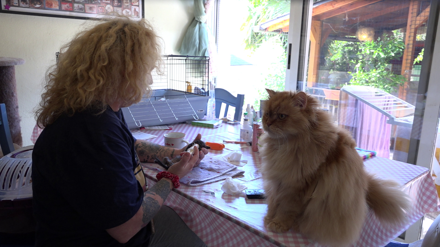 danijela knezevic macke kitten safe house (11) danijela knezevic macke kitten safe house (11)