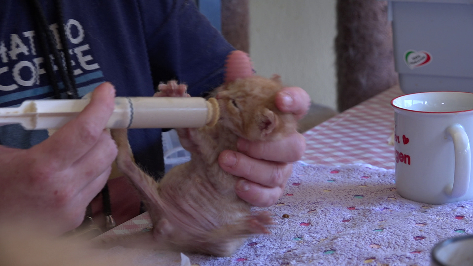 danijela knezevic macke kitten safe house (13) danijela knezevic macke kitten safe house (13)