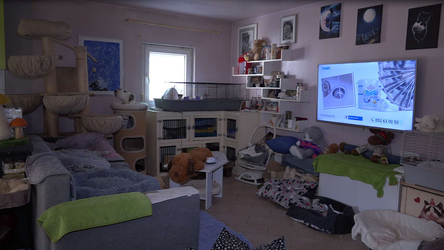 danijela knezevic macke kitten safe house (14) danijela knezevic macke kitten safe house (14)