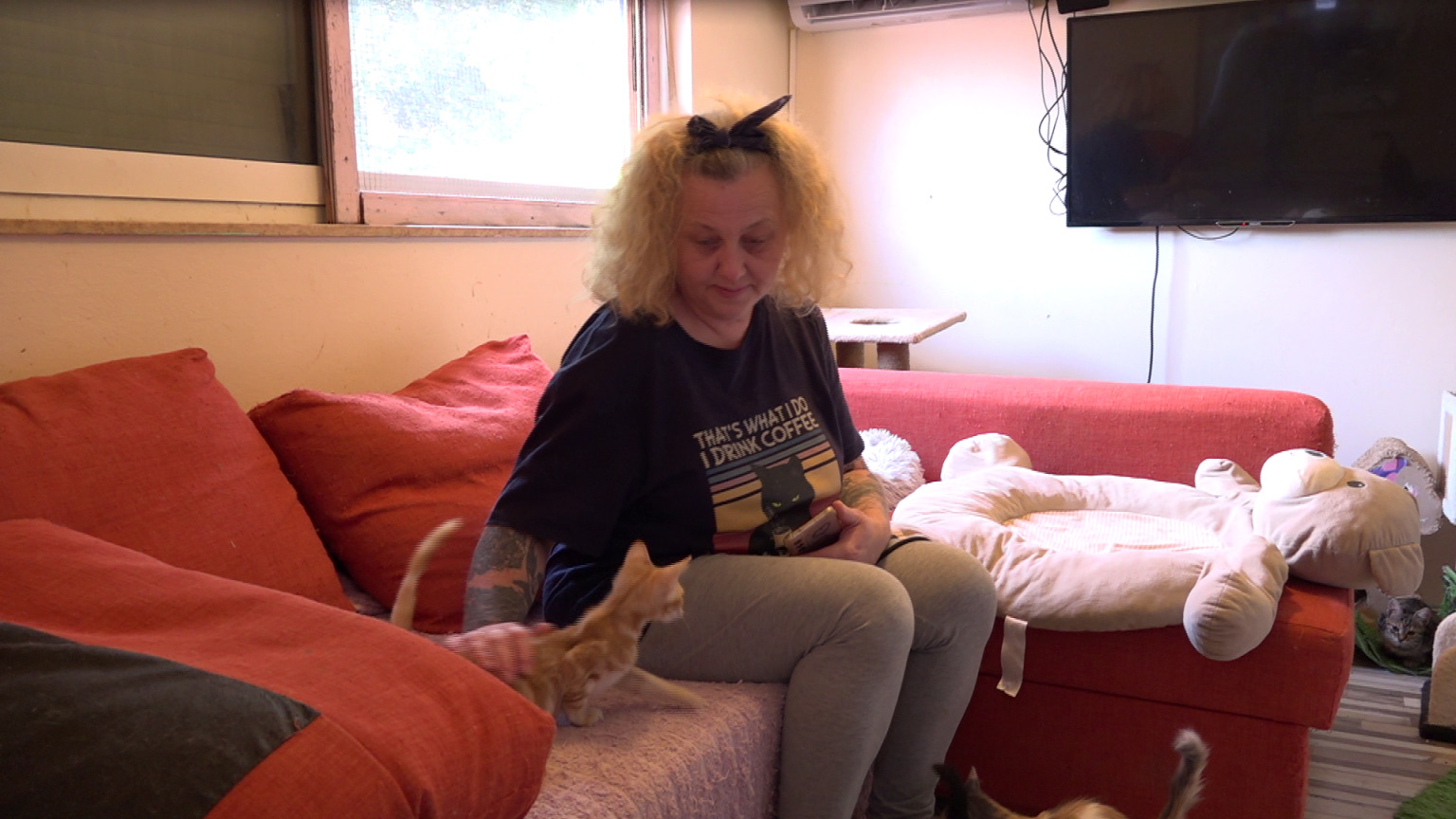 danijela knezevic macke kitten safe house (15) danijela knezevic macke kitten safe house (15)