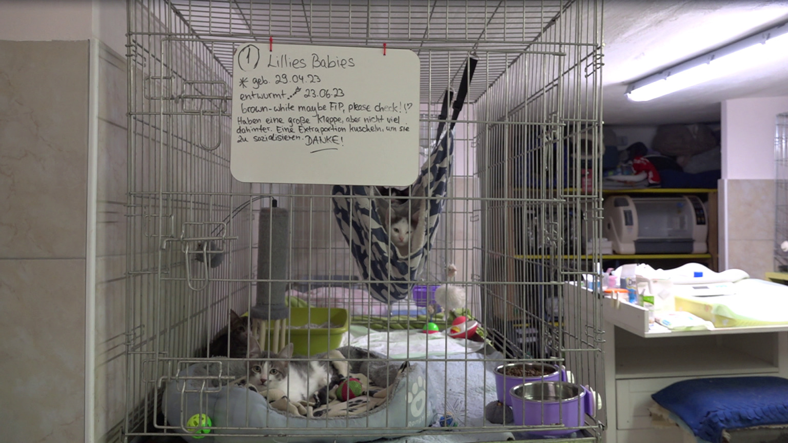 danijela knezevic macke kitten safe house (16) danijela knezevic macke kitten safe house (16)