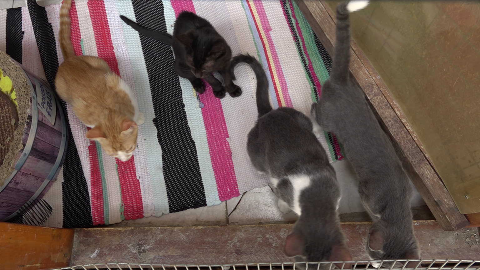 danijela knezevic macke kitten safe house (17) danijela knezevic macke kitten safe house (17)