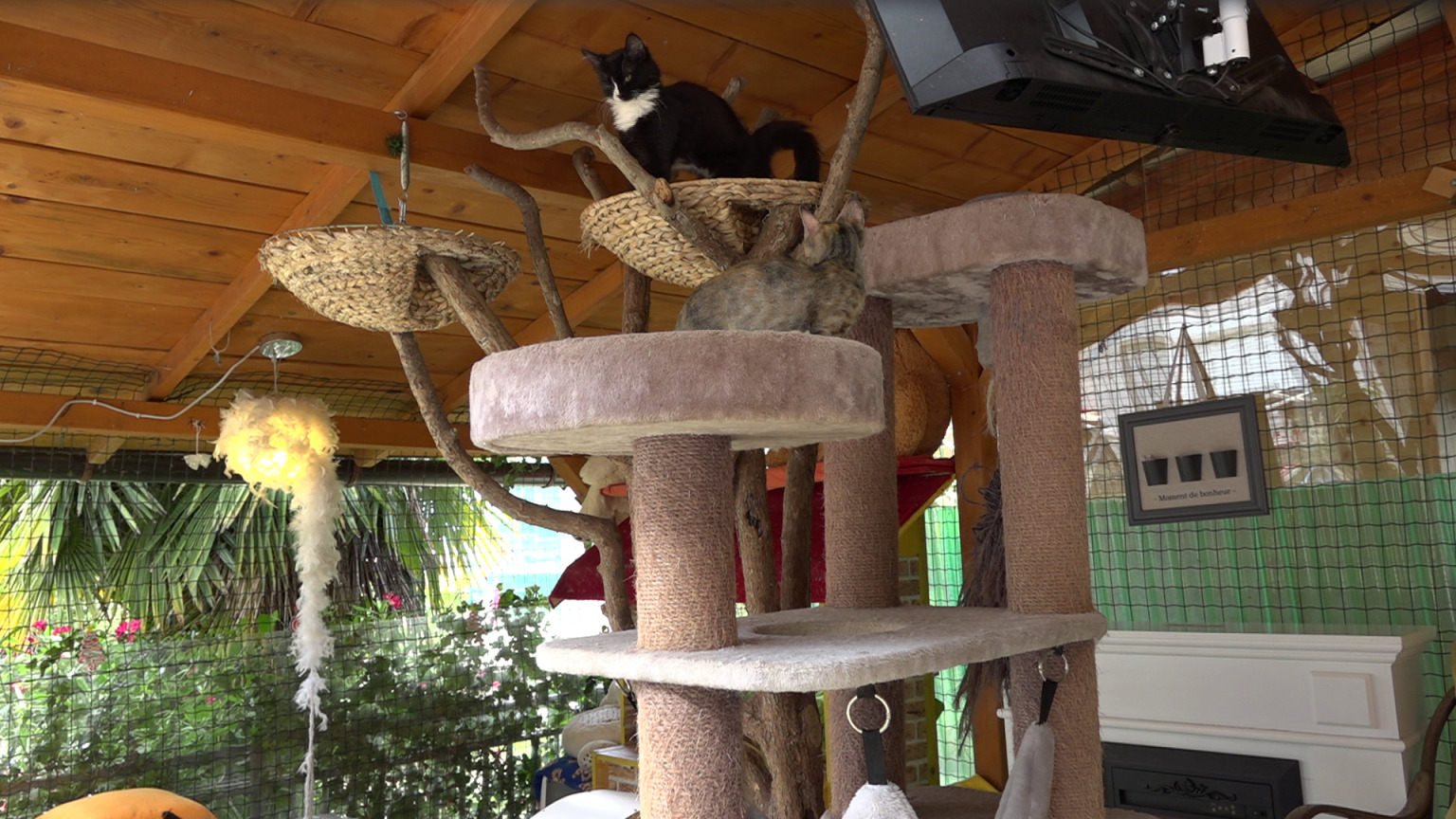 danijela knezevic macke kitten safe house (18) danijela knezevic macke kitten safe house (18)