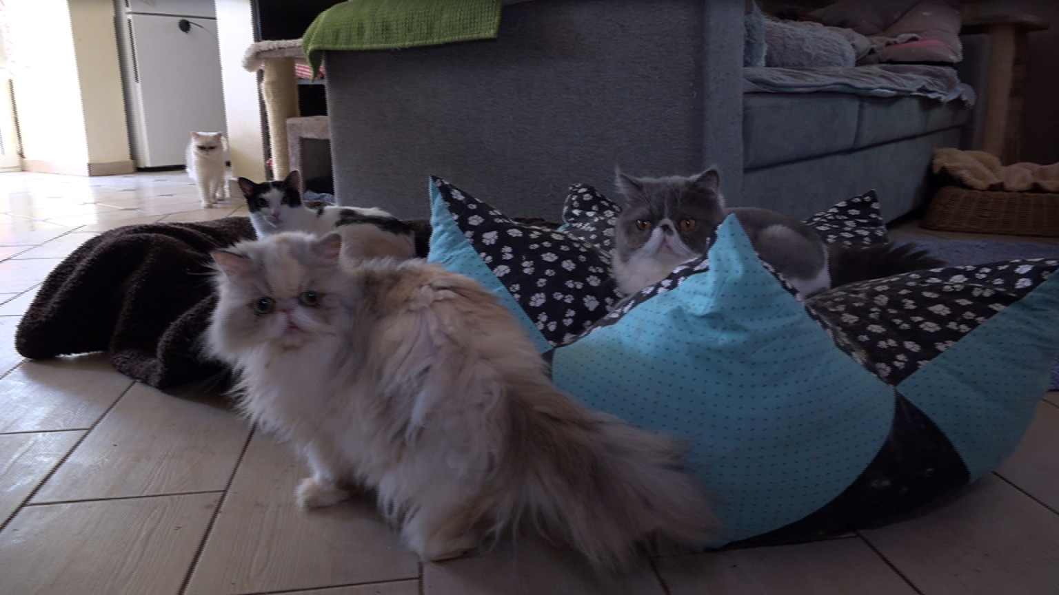 danijela knezevic macke kitten safe house (19) danijela knezevic macke kitten safe house (19)